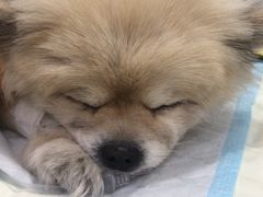 -萌兽医馆·绝育·24小时内科·宠物医院(德胜店)