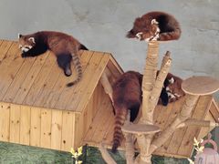 -青藏高原野生动物园