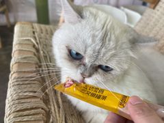 -喵屿·大理花园猫咖