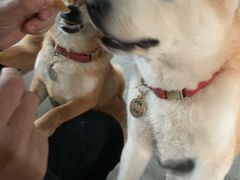 -柴犬高等学院·狗咖·柴犬售卖·宠物训练