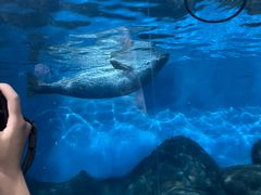 -上海海洋水族馆