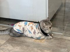 -楼上猫咖(罗湖店)