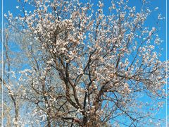 -北京大学燕东园