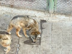 -青藏高原野生动物园