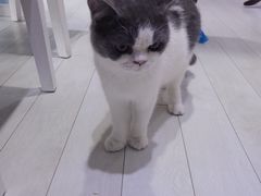 -喵的天空名猫咖啡馆·撸猫·猫舍·用品