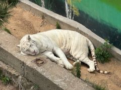 -西霞口神雕山野生动物世界