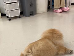 -共舞时光猫咖·狗咖(新街口店)