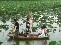 -洪湖生态旅游区