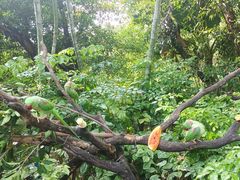 -广州长隆飞鸟乐园