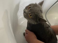-爱佳宠物中心医院24H·CT·骨外科·猫专科(瑶海万达店)