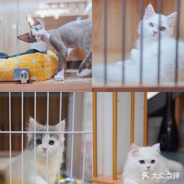 怎么从国外猫舍买猫