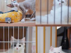 -山宅一喵德文卷毛猫舍