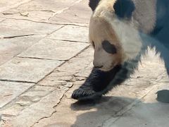 -中国大熊猫保护研究中心雅安碧峰峡基地