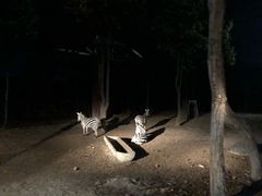 -清迈夜间动物园