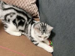 -lincat·猫舍(广州店)