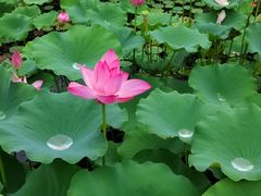 -莲花池公园