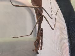 -上海昆虫博物馆