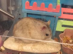 -钓仓鼠(洋桥北里小区店)