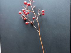 -芋香缘tarosweet(1天地店)