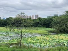 -王借岗森林公园