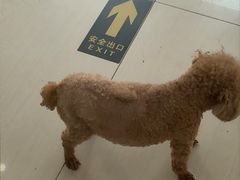 -全心全意连锁动物医院·微创中心·内科急重症·心脏专科(丰管路店)