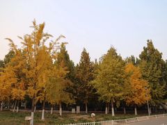 -大兴滨河森林公园