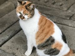 -龙华寺
