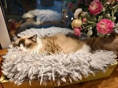 -李小姐の猫咖啡馆(五角场店)
