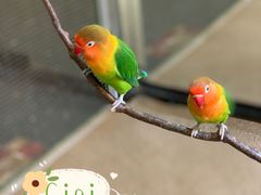 -上海大自然野生昆虫馆(东方明珠·爬宠昆虫探索中心)