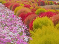 -花开海上生态园