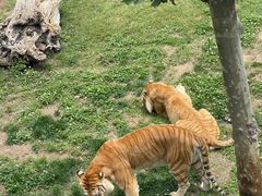 -西霞口神雕山野生动物世界
