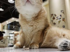 -藏猫猫咖啡主题馆(中央大道店)