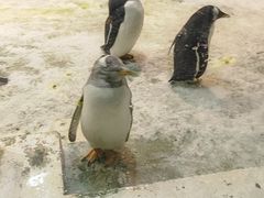 -大连圣亚海洋世界