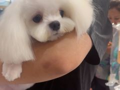 -FAELING PETS美天灵宠物(富力广场店)