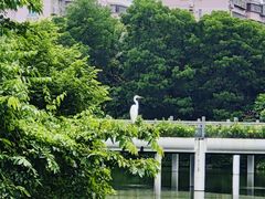 -深圳国际园林花卉博览园