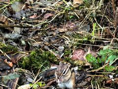 -五营红松林海景区