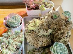 -四姑娘山阿巴郎·藏式花园餐厅