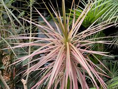 -北京植物园-展览温室