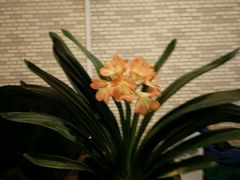 -雅静足浴·男士SPA养生会所