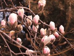 -东华门大街小区