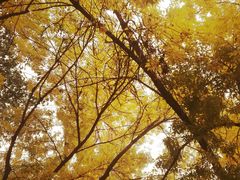 -三里屯东五街银杏大道