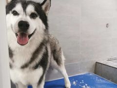 -宠福鑫康馨动物医院·骨科·眼科