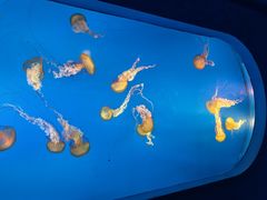 -太平洋海底世界