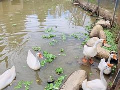 -前小桔亲子创意农场·草莓采摘·露营烧烤