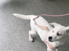 -安安宠医·安宠宠物医院