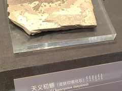 -呼和浩特博物馆