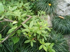 -西湖外事游船(花港观鱼码头)