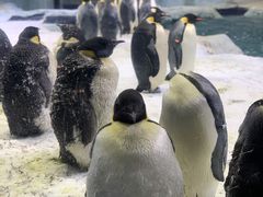-珠海长隆海洋王国