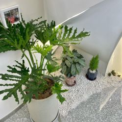 -MINX名珂斯·烫染形象设计