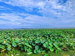 -渔娘蟹庄(阳澄湖莲花岛店)
